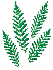 Fern leaves.