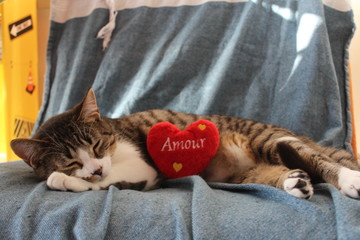 Chat Mignon