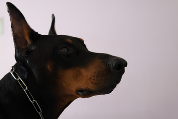 Fototapeta na wymiar Black Brown Male Doberman Dog