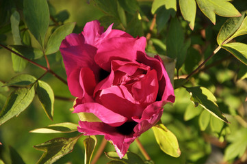 In the spring, a peony (Paeonia suffruticosa) blooms in the garden.