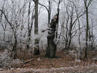 trees in forest, frozen landscape