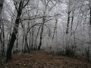 trees in forest, frozen landscape