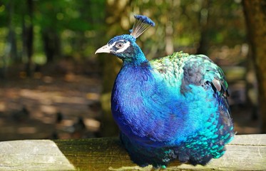 Colorful green and blue peacock bird with plume feathers