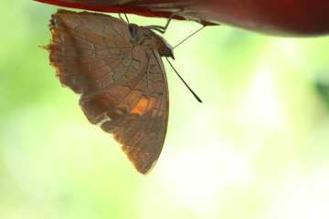 butterfly on leaf