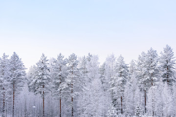 The forest has covered with heavy snow and bad weather sky in winter season at Lapland, Finland.