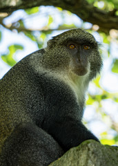 Red colobus monkey Tansania Sansibar Südafrika
