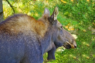 Fototapeta premium A cow moose at a wildlife park in Nova Scotia, Canada