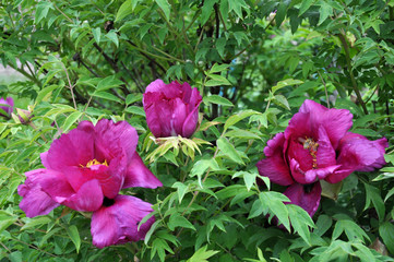 In the spring, a peony (Paeonia suffruticosa) blooms in the garden.