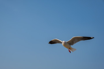 Fototapeta na wymiar Seagull flying on the sea in Thailand