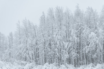 The forest has covered with heavy snow and bad weather sky in winter season at Holiday Village Kuukiuru, Finland.