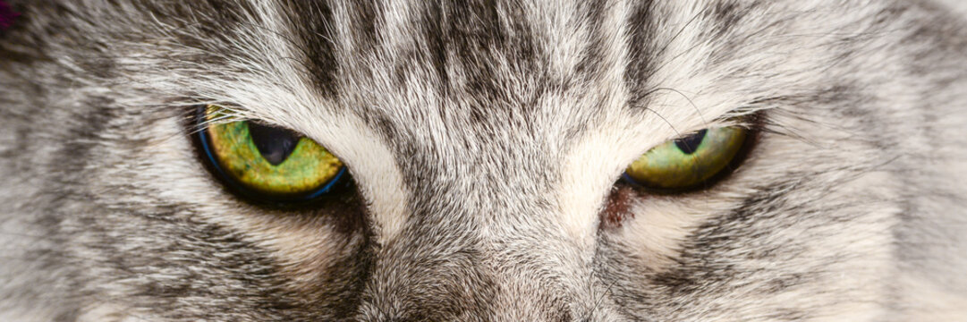 Cats eyes. Maine coon dramatic look straight in camera. Macro close-up cat face with yellow green eyes, banner size.