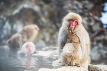 Snow monkey at hot spring, Yamanouchi