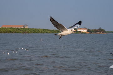 Fototapeta na wymiar Seagull flying on the sea in Thailand