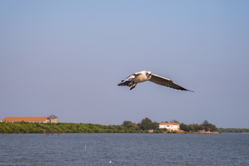 Seagull flying on the sea in Thailand