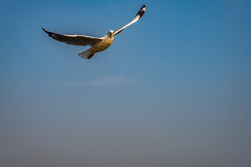 Seagull flying on the sea in Thailand