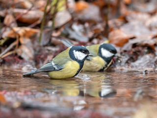 Naklejka premium Great tit (Parus major) bathes in water in nature amidst the autumn entourage. The great tit (Parus major) is a small passerine bird in the tit family, Paridae.