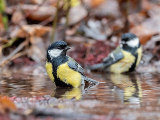 Obraz na płótnie Canvas Great tit (Parus major) bathes in water in nature amidst the autumn entourage. The great tit (Parus major) is a small passerine bird in the tit family, Paridae.