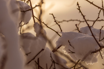 Snow on branches in the evening light, shallow depth of field