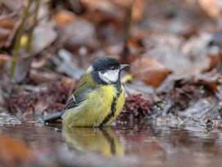  Great tit (Parus major) bathes in water in nature amidst the autumn entourage. The  great tit (Parus major) is a small passerine bird in the tit family, Paridae.