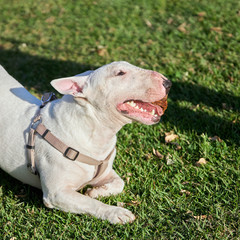 Portrait of a white bull terrier in a harness holding in teeth a large pine cone. A dog lying on the green grass in summer sunny day.