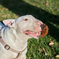 Portrait of a white bull terrier holding in teeth a large pine cone.