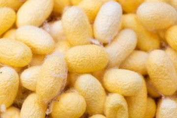 Group of silkworm in yellow cocoon stage background