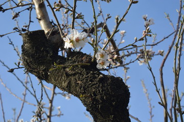 fleurs d'amandier sur branche
