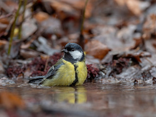  Great tit (Parus major) bathes in water in nature amidst the autumn entourage. The  great tit (Parus major) is a small passerine bird in the tit family, Paridae.