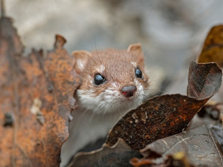 least weasel (Mustela nivalis) closeup portrait in natural environment. Weasel or Least weasel...