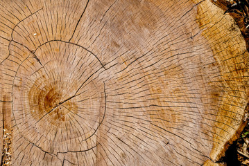 Cut wood, closeup texture.