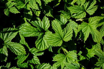 Green large leaves close-up.