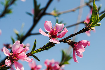 Peach blossom in spring. Pink buds and flowers on a tree branch.