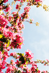 Obraz na płótnie Canvas Flowering apple tree closeup. Spring day.