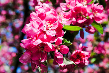 Flowering apple tree closeup. Spring day.
