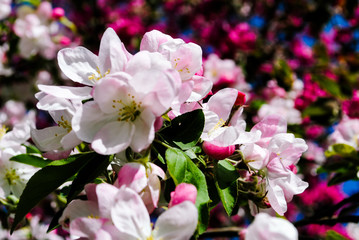 Flowering apple tree closeup. Spring day.