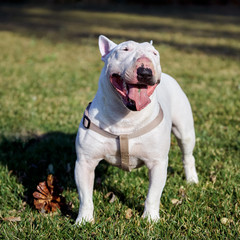 White bull terrier with a wounded nose wearing a harness standing with its tongue out on green grass outdoors in summer day