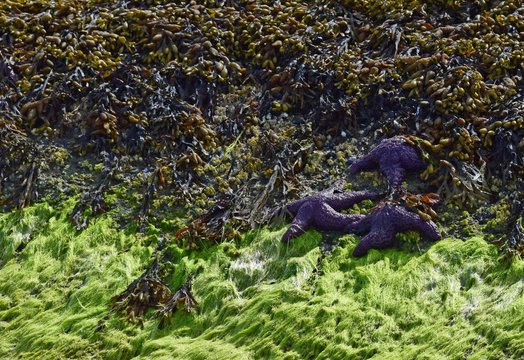 Ochre Sea Star And Sea Tang On A Rocky Shoreline During Low Tide