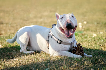 White bull terrier with a wounded nose wearing a harness with a large cone lying on green grass outdoors in summer day. A Dog lying with his tongue out