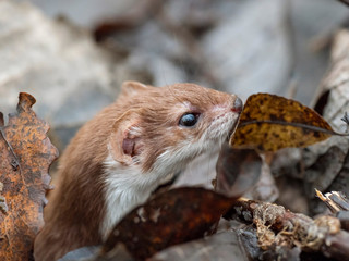 least weasel (Mustela nivalis) closeup portrait in natural environment. Weasel or Least weasel...