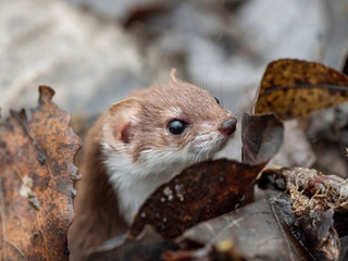 least weasel (Mustela nivalis) closeup portrait in natural environment. Weasel or Least weasel (mustela nivalis)