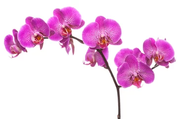 Gordijnen Tak van roze bloeiende orchidee. © Juri