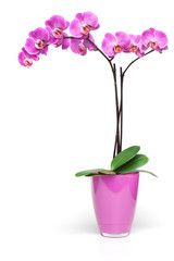 Pink orchid in decorative pot isolated on the white background.