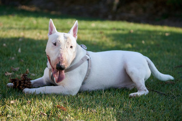 White bull terrier with a large cone lying on green grass outdoors