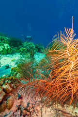 Fototapeta na wymiar Sea Plumes with scuba diver swimming in background