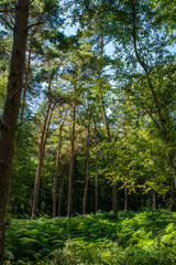Naklejka premium View into the sunny forest, Germany
