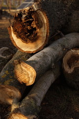 Fototapeta premium Pile of old sawn trunks and tree branches.