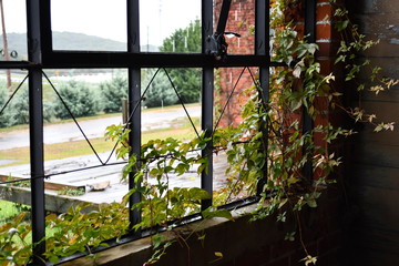 Old Industrial Window With Vines