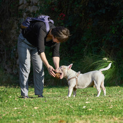 White bull terrier in harness plays with a woman on the green meadow