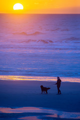 France. Picardie. Somme. sur la plage, à marée basse, un promeneur avec son chien, au coucher du soleil.  on the beach, at low tide, a walker with his dog, at sunset.