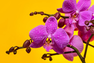 Purple orchids in dew drops on a yellow background.